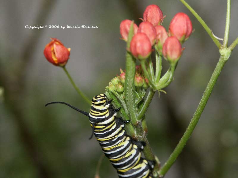 Monarch Caterpillar on Milkweed