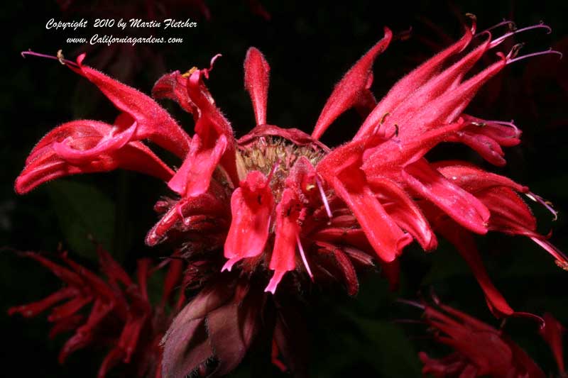 Monarda didyma, Bee Balm, Bergamont, Oswego Tea