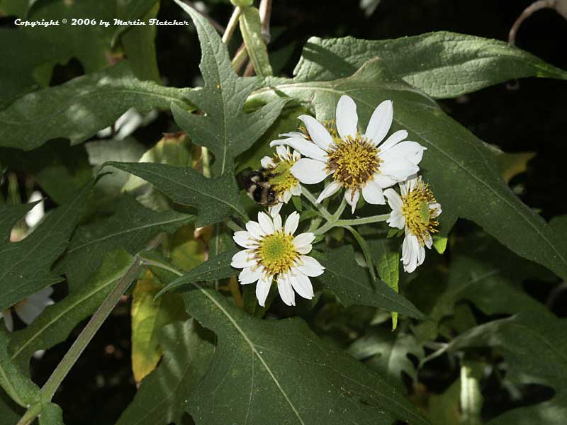 Daisy Tree, Montanoa grandiflora