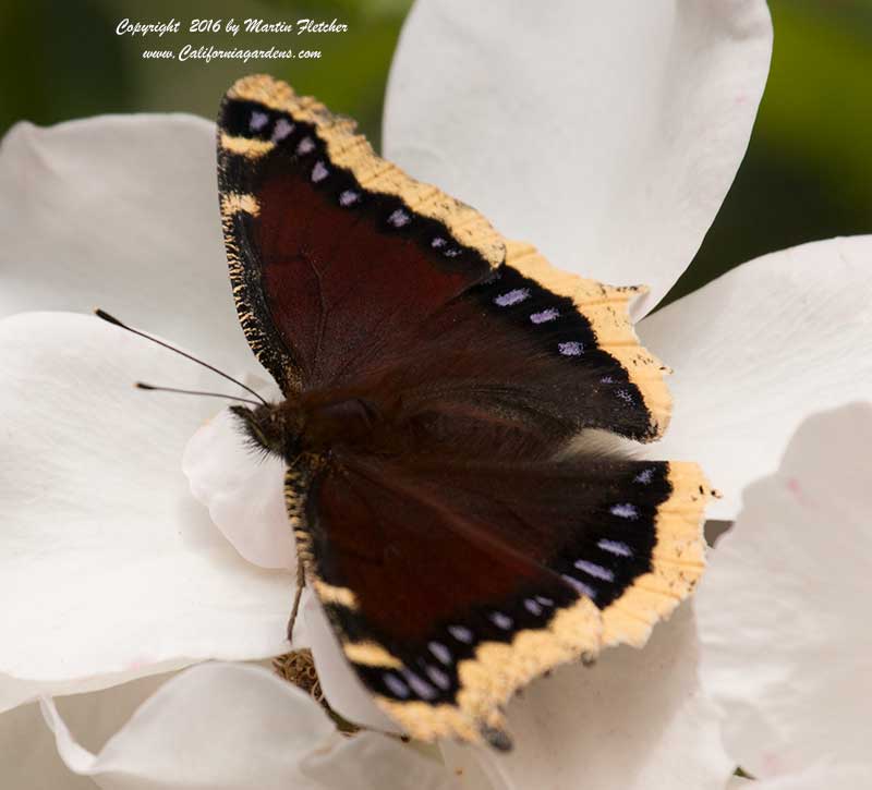 Mourning Cloak Butterfly, Nymphalis antiopa