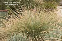 Muhlenbergia dubia, Pine Muhly Grass