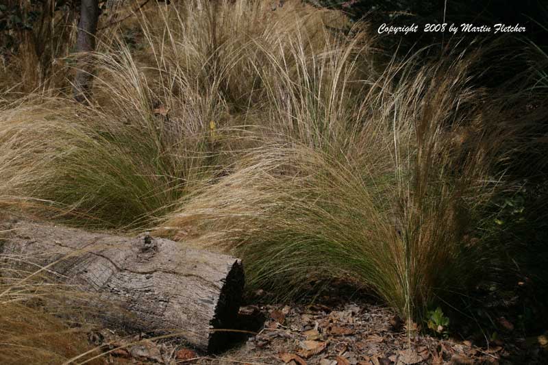 Nassella tenuissima, Mexican Feather Grass