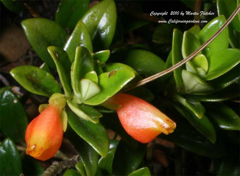 goldfish plant pictures. Goldfish Plant