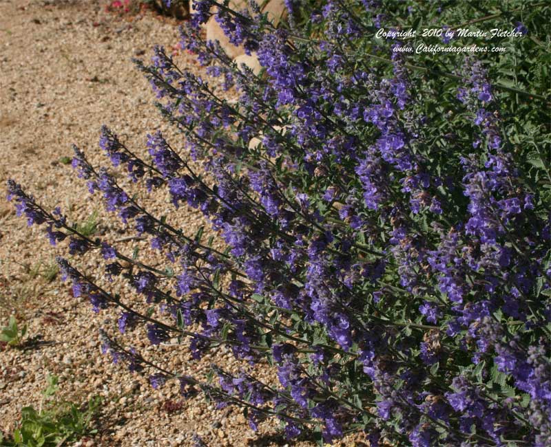 Nepeta faassenii, Faassen's Catmint