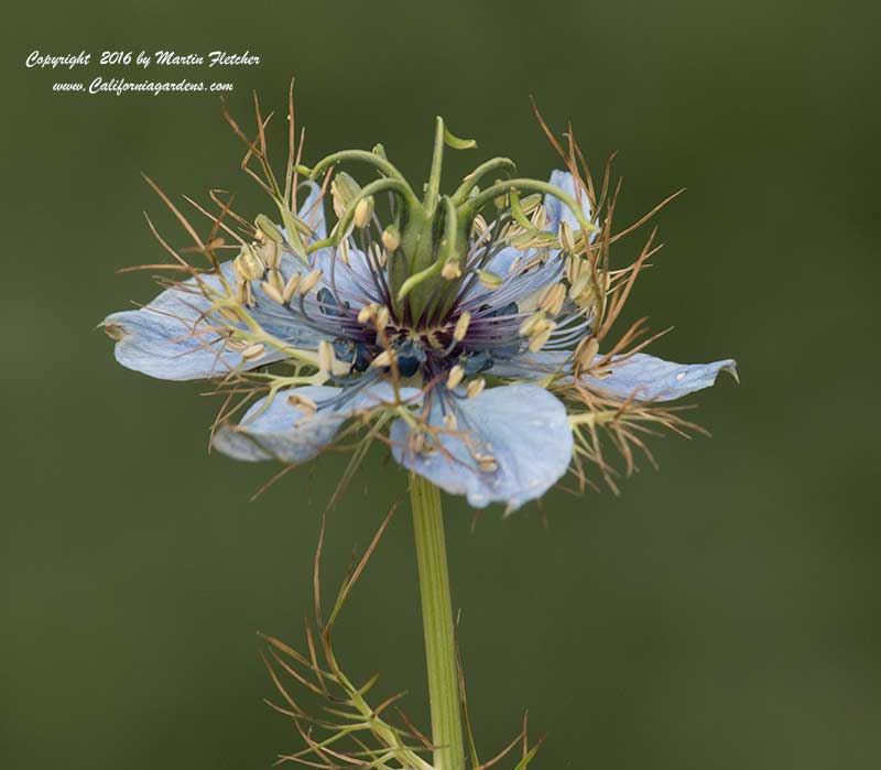 Nigella damascena, Love in a Mist