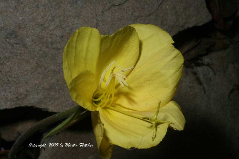 Oenothera missouriensis, Missouri Evening Primrose