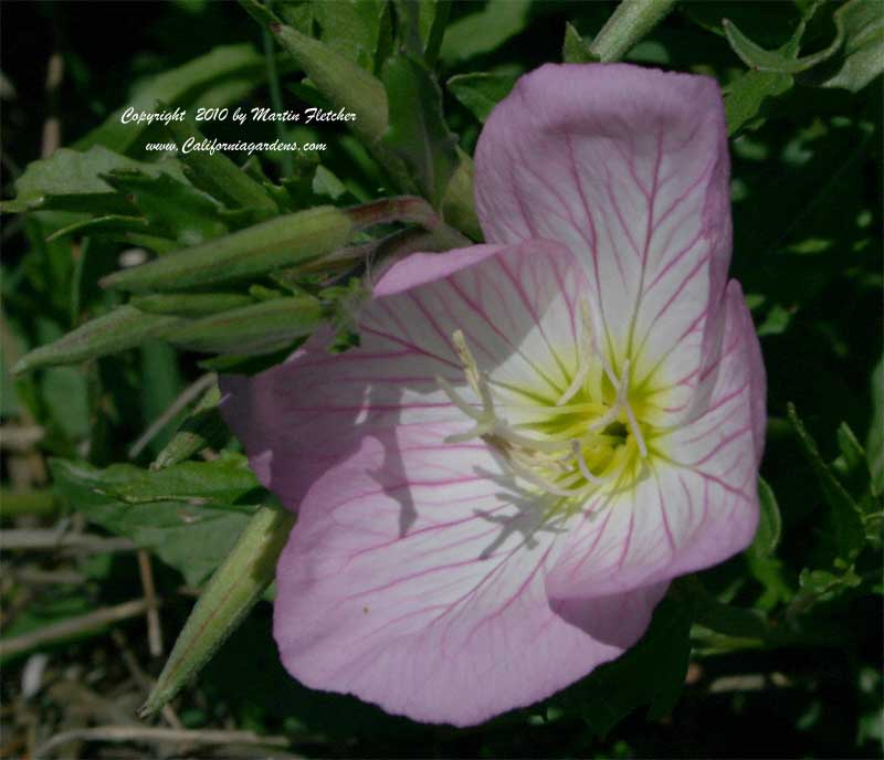 Oenothera speciosa, Mexican Evening Primrose