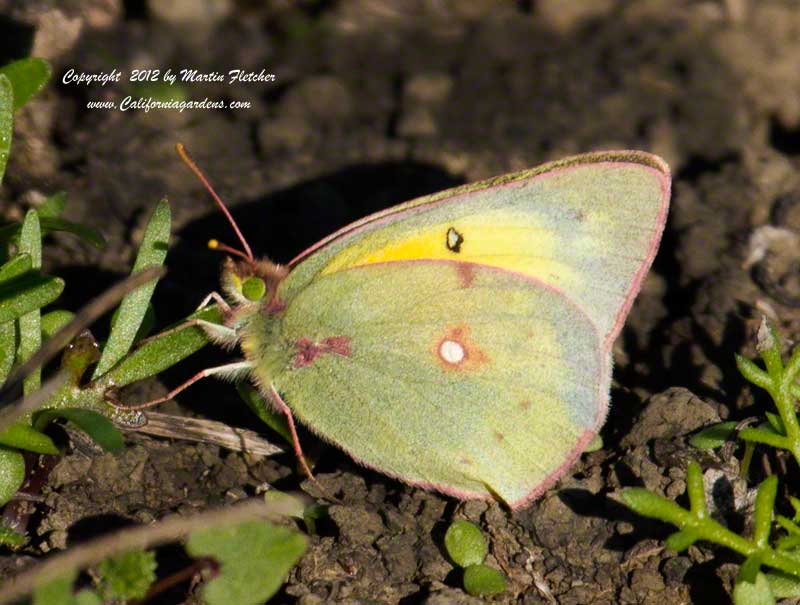 Orange Sulfur, Alfalfa Butterfly