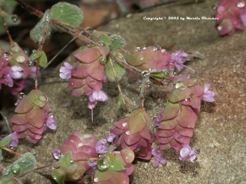 Origanum dictamnus, Crete Dittany