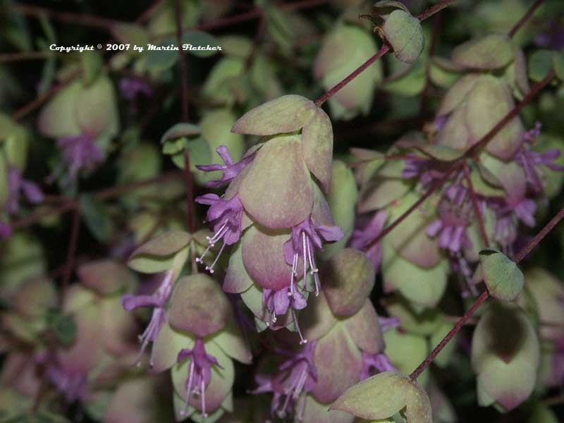 Origanum rotundifolium Kent Beauty