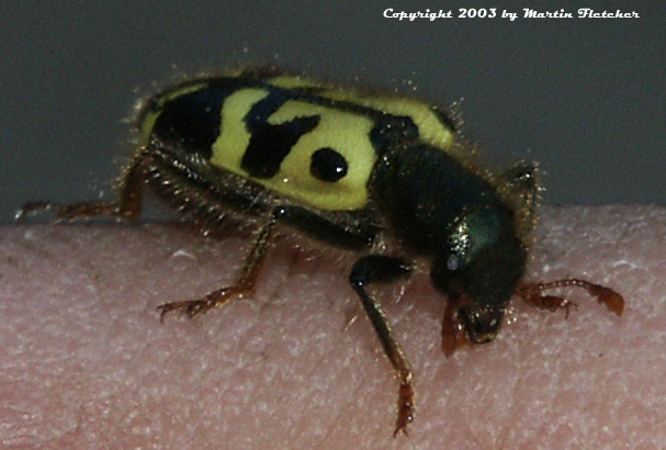 Ornate Checkered Beetle