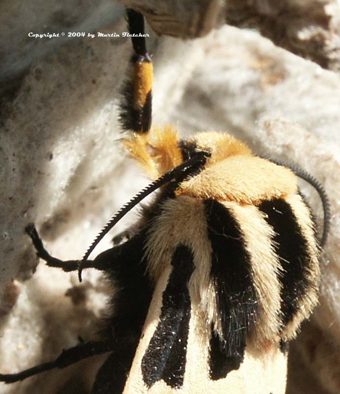 ornate tiger moth