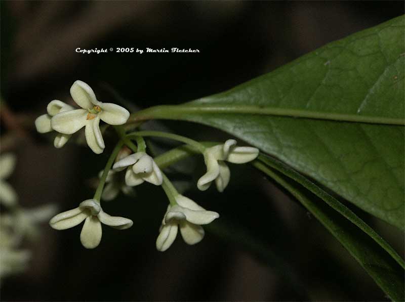 Osmanthus fragrans, Sweet Olive