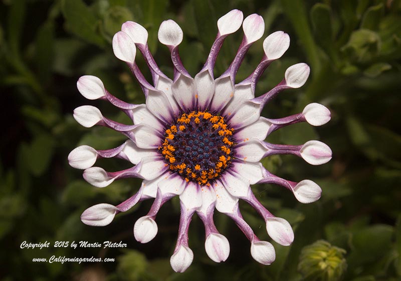 Osteospermum ecklonis Spider White