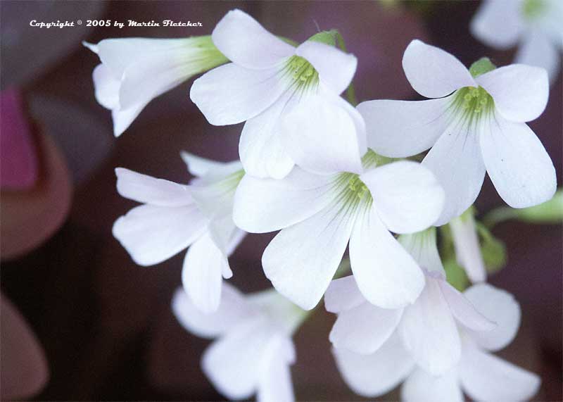 Oxalis triangularis, Purple Shamrock