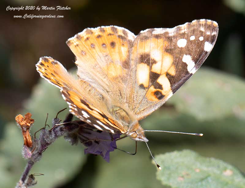 Painted Lady Butterfly, Vanessa cardui