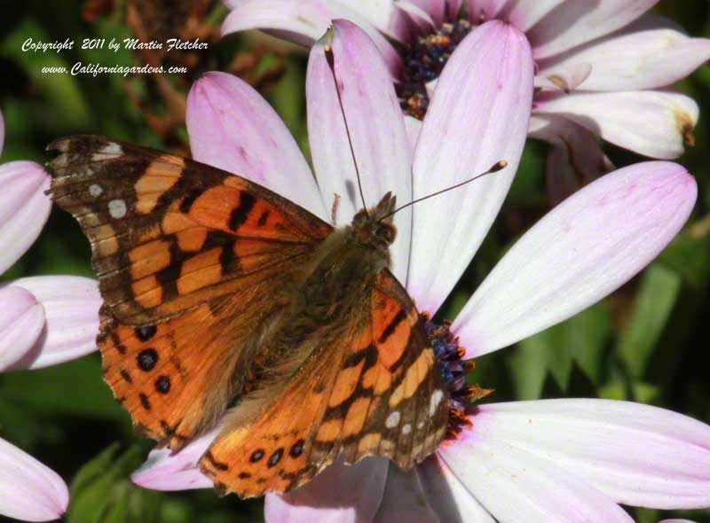 Painted Lady Butterfly, Vanessa cardui