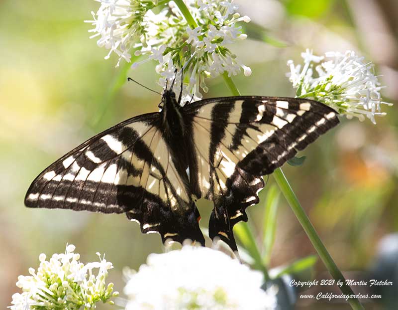 Pale Tiger Swallowtail, Centranthus ruber