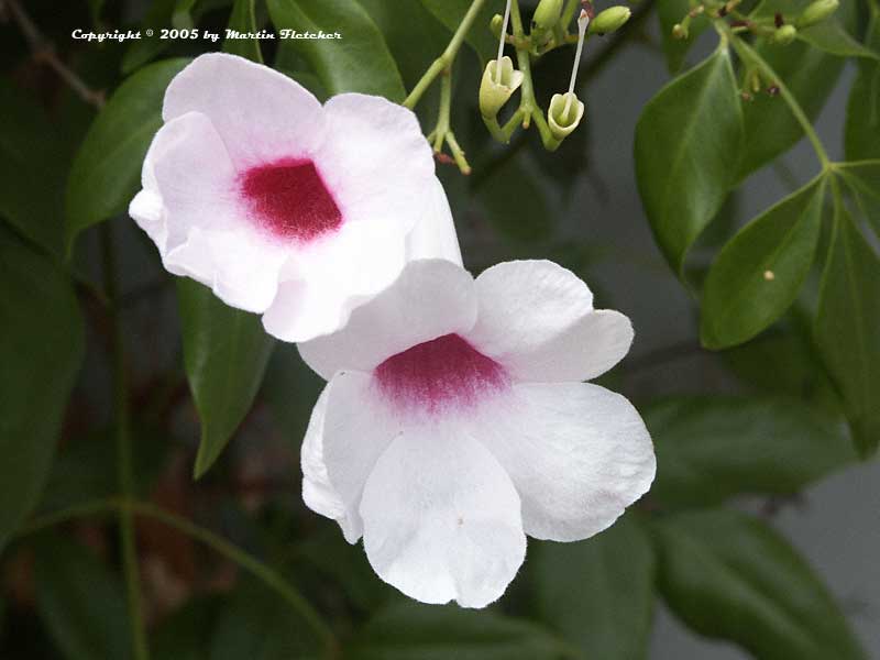 Pandorea jasminoides, Bower Vine