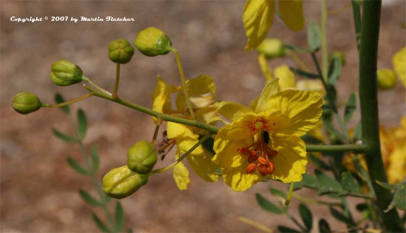 Parkinsonia Desert Museum