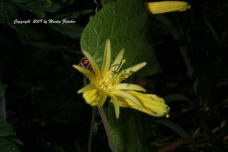 Passiflora citrina, Lemon Passion Vine