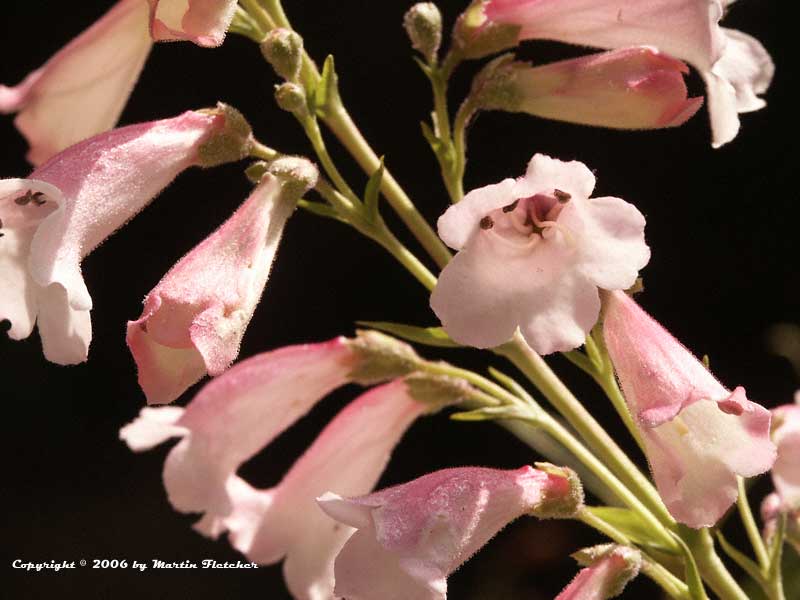 Penstemon Apple Blossom