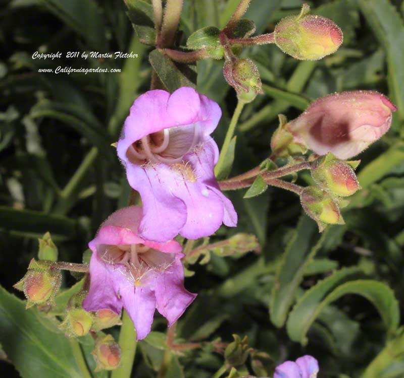 Penstemon grinnellii, Grinnell's Penstemon