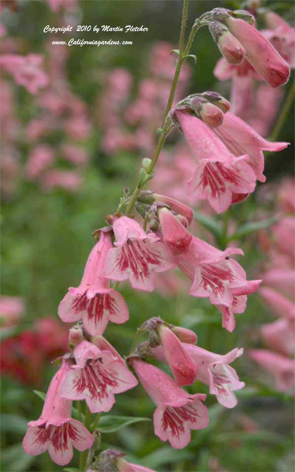 Penstemon Hidcote Pink