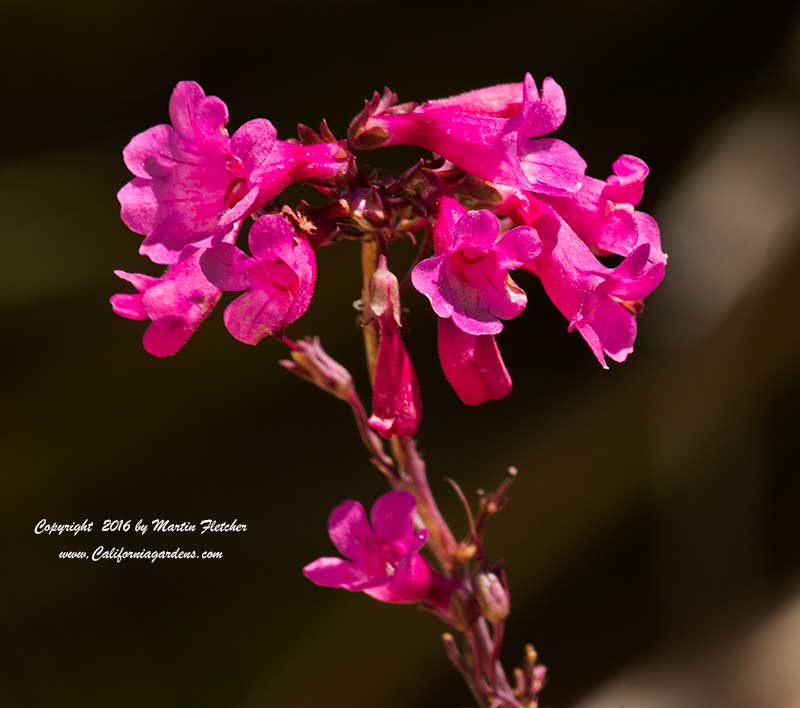 Penstemon triflorus, Heller's Penstemon