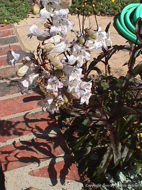 Penstemon Husker Red