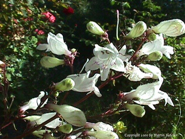 Penstemon cobaea