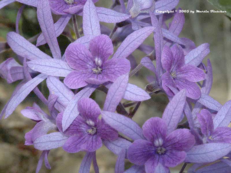 Petrea volubilis, Queen's Wreath Vine