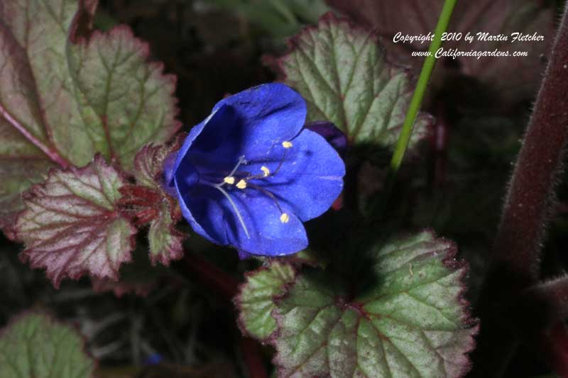 Phacelia campanularia, Desert Bluebell