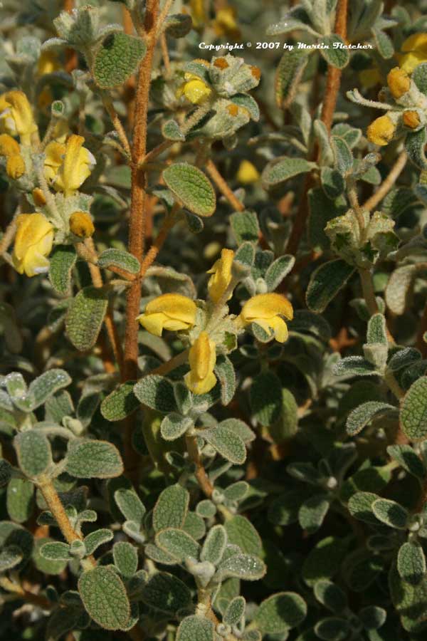 Phlomis lanata, Small Jerusalem Sage