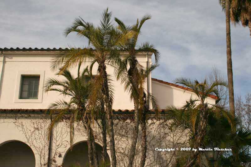 Phoenix reclinata, Senegal Date Palm