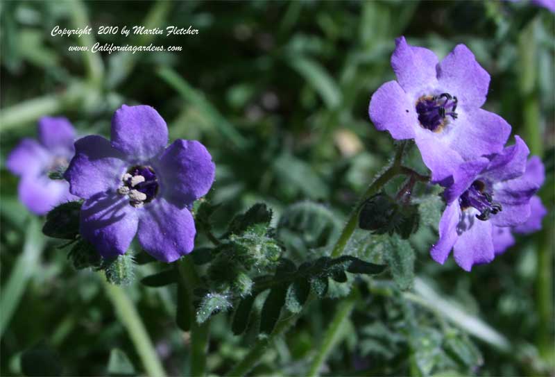 Pholistoma auritum, Fiesta Flower