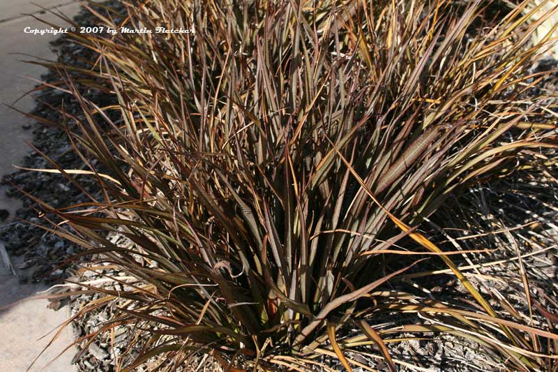 Phormium tenax Jack Spratt