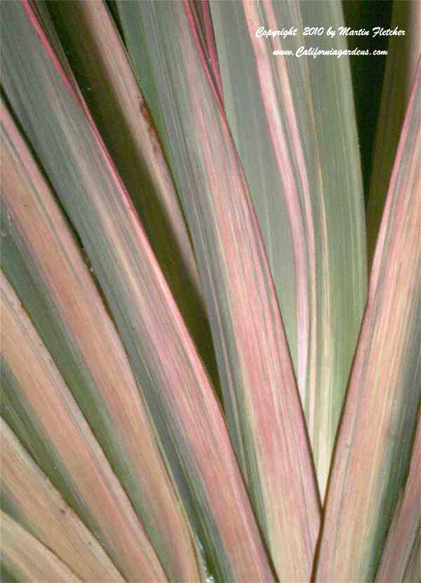 Phormium Pink Stripe