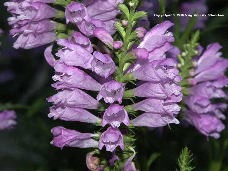 Physostegia virginiana, Obedient Plant