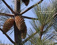 Pinus coulteri, Coulter Pine, Big Cone Pine