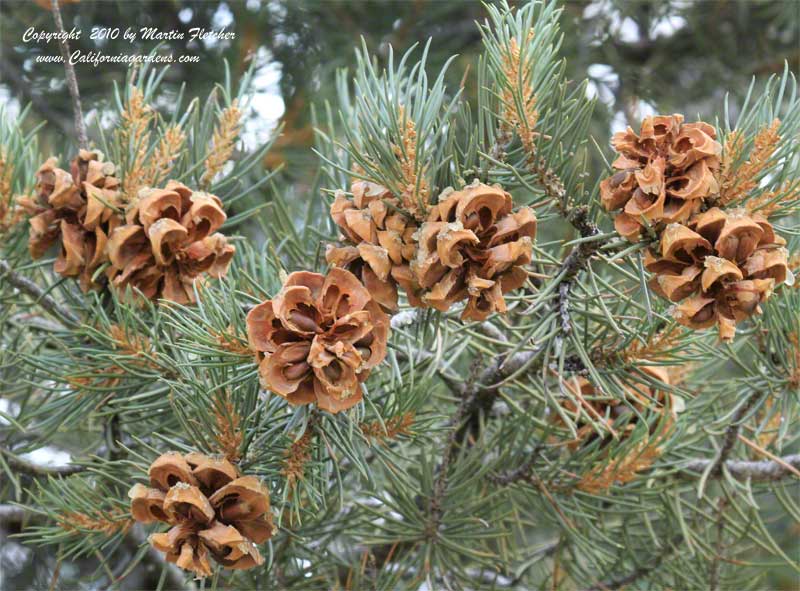 nevada-s-state-bird-and-flower-est-cshawnee-nevada