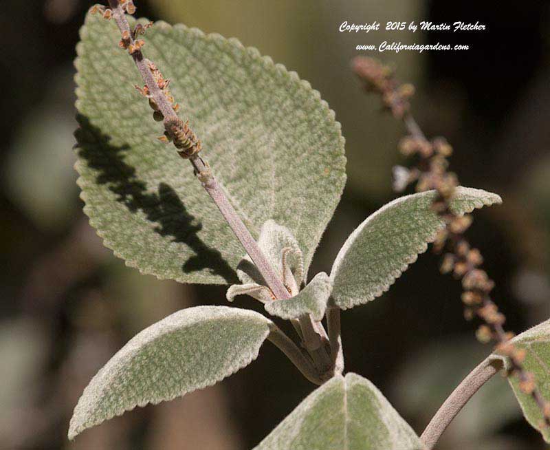 Plectranthus argentatus, Silver Spur Flower