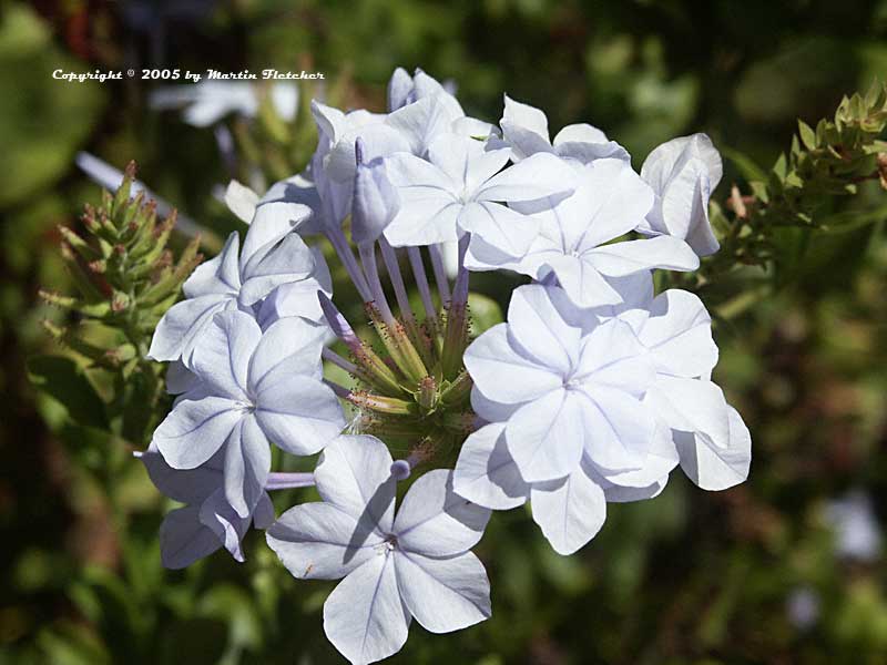 Plumbago auriculata, Cape Plumbago