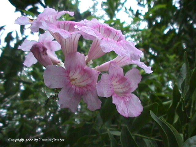 Podranea ricasoliana, Port St. John's Creeper