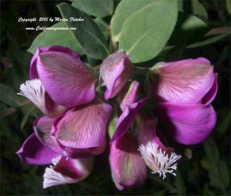 Polygala dalmaisiana, Sweet Pea Shrub