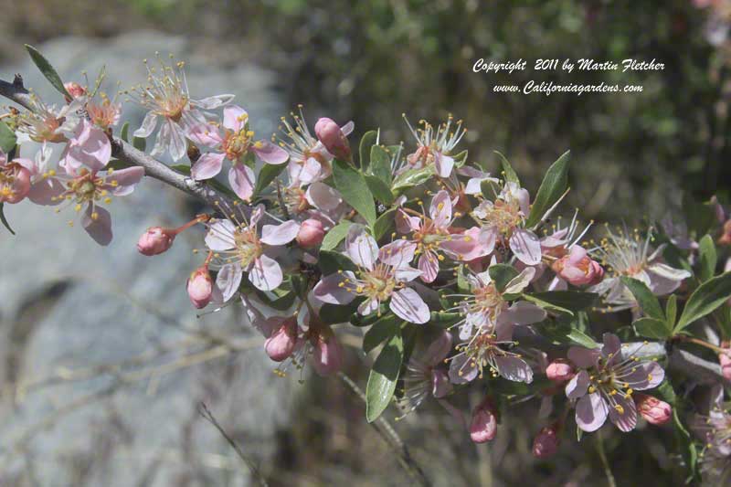 Prunus andersonii, Desert Peach, Desert Almond