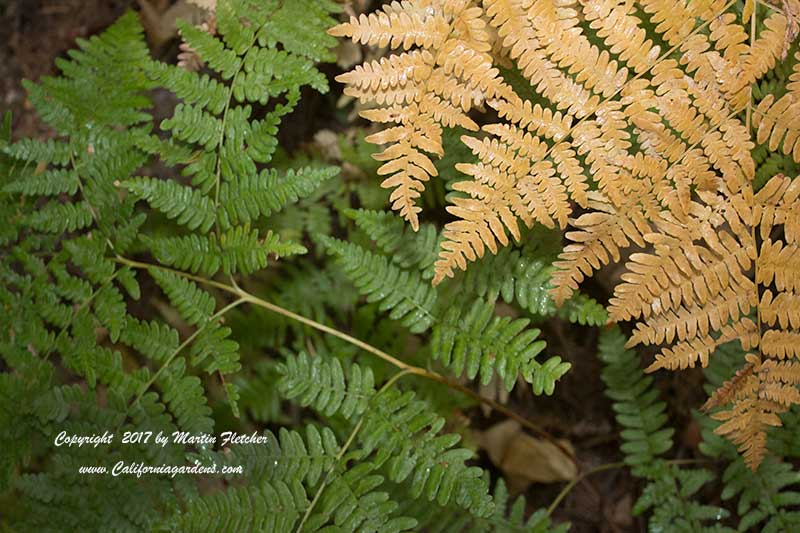 Pteridium aquilinum, Bracken Fern