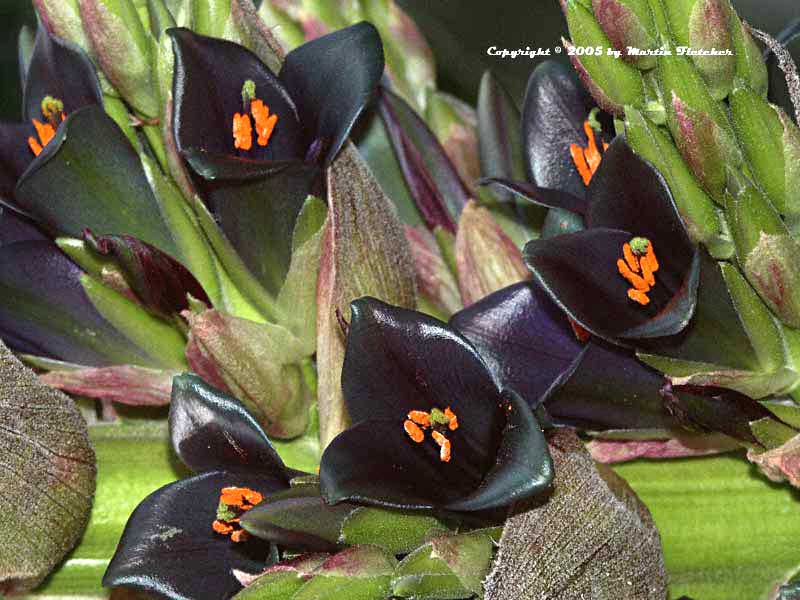 Puya alpestris, Sapphire Tower