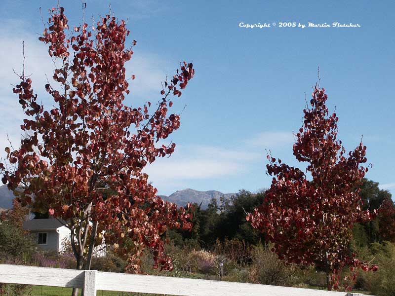 Pyrus calleryana Bradford, Bradford Pear