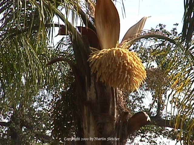 Queen Palm, Syagrus romazoffianum
